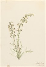 Alpine Fernlife (Pedicularis contorta), 1907.