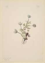 Anemone (Anemone drummondii), 1907.