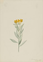 Lithospermum canescens, 1907.