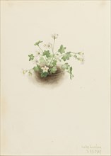 Mistmaiden (Romanzoffia sitchensis), 1907.