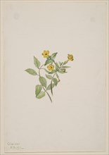 Musk-Flower (Mimulus moschatus), 1911.