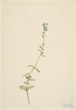 Veronica serpyllifolia, 1911.