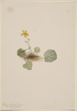 Viola orbiculata, 1911.