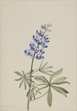 Blue Lupine (Lupinus argenteus), 1915.