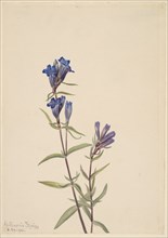 Gentian (Gentiana affinis), 1915.
