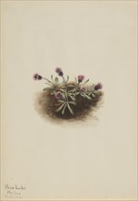 Alpine Fleabane (Erigeron unalaschcensis), 1916.