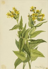 Arrowleaf Groundsel (Senecia triangularis), 1916.