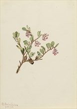 Bearberry (Arctostaphylos uva-ursi), 1916.