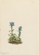 Bluegreen Gentian (Gentiana glauca), 1916.