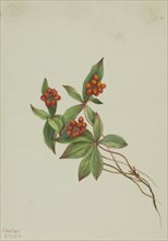 Bunchberry (Cornus canadensis), 1916.