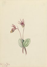 Calypso (Cytherea bulbosa), 1916.