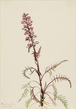 Elephanthead (Pedicularis groenlandica), 1916.