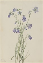 Harebell (Campanula rotundifolia), 1916.