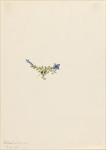Moss Gentian (Gentiana prostrata), 1916.