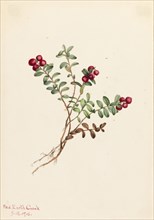 Mountain Cranberry (Vaccinium vitisdaea minus), 1916.