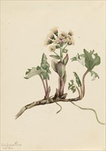Northern Butterbur (Petasites hyperboreus), 1916.