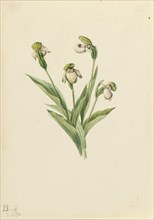 Northern Lady's Slipper (Cypripedium passerinum), 1916.