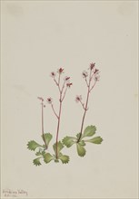 Redstem Saxifrage (Saxifraga lyallii), 1916.