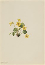 Yellow Violet (Viola orbiculata), 1916.