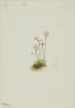 Alberta Primrose (Primula maccalliana), 1917.