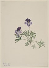 Birdsfoot Violet (Viola pedata), 1917.