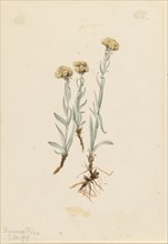 Buff Pussytoes (Antennaria luzuloides), 1917.