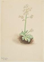 Early Saxifrage (Saxifraga virginiensis), 1917.