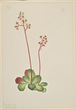 Evergreen Saxifrage (Leptarrhena pyrolifolia), 1917.