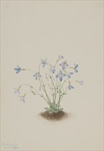 Quakerladies (Houstonia caerulea), 1917.
