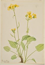 Ragwort (Senecio burkei), 1917.