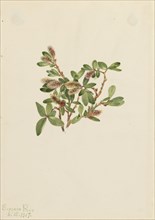 Rock Willow (Salix petrophila), 1917.