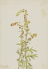 Rock Wormwood (Artemisia discolor), 1917.