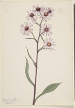 Showy Aster (Aster conspicuus), 1917.