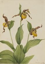 Small Yellow Ladyslipper (Cypripedium parviflorum), 1917.