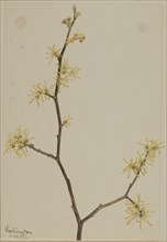 Witch-Hazel (Hamamelis virginiana), 1917.