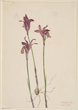 Arethusa (Arethusa bulbosa), 1918.