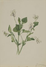 Cream Violet (Viola striata), 1918.