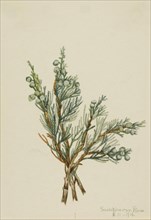 Creeping Juniper (Juniperus horizontalis), 1918.