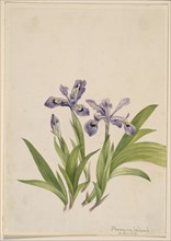 Crested Iris (Iris cristata), 1918.