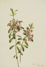 Lambkill (Kalmia angustifolia), 1918.
