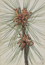 Loblolly Pine (Pinus taeda), 1918.