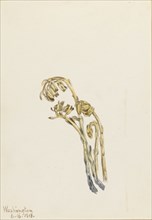 Pale Pinesap (Hypopitys americana), 1918.