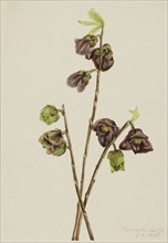 Papaw (Asimina triloba), 1918.