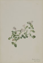 Partridgeberry (Mitchella repena), 1918.