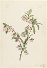 Pineland Blueberry (Vaccinium tenellum), 1918.