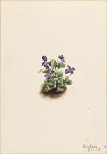 Purple Mountain Violet (Viola adunca), 1918.