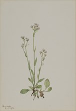 Pussy-Toes (Antennaria racemosa), 1918.