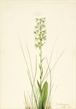 Ragged Fringe-orchid (Habenaria lacera), 1918.