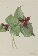 Red Trillium (Trillium erectum), 1918.