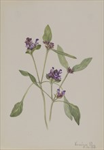 Self-Heal (Prunella vulgaris), 1918.